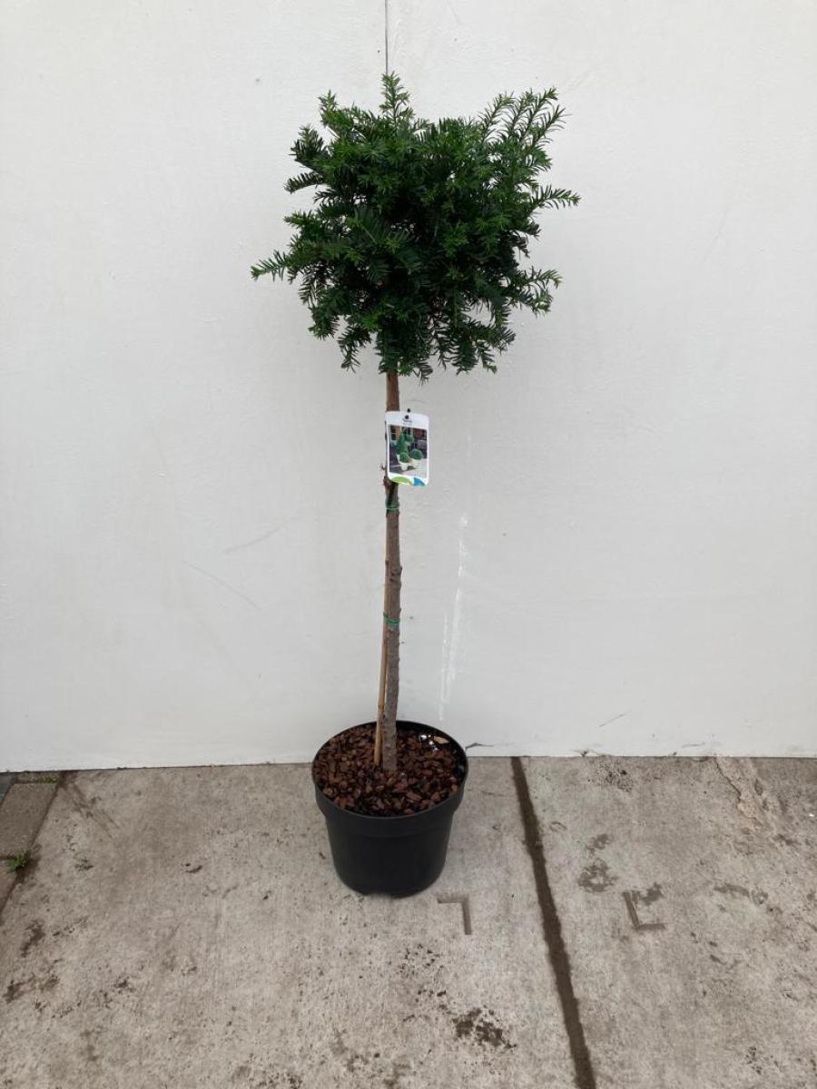 Taxus baccata C10 80er Stamm