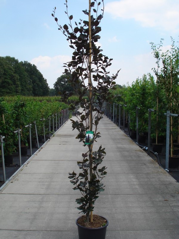 Fagus sylvatica 'Dawyck Purple' C18 200/225