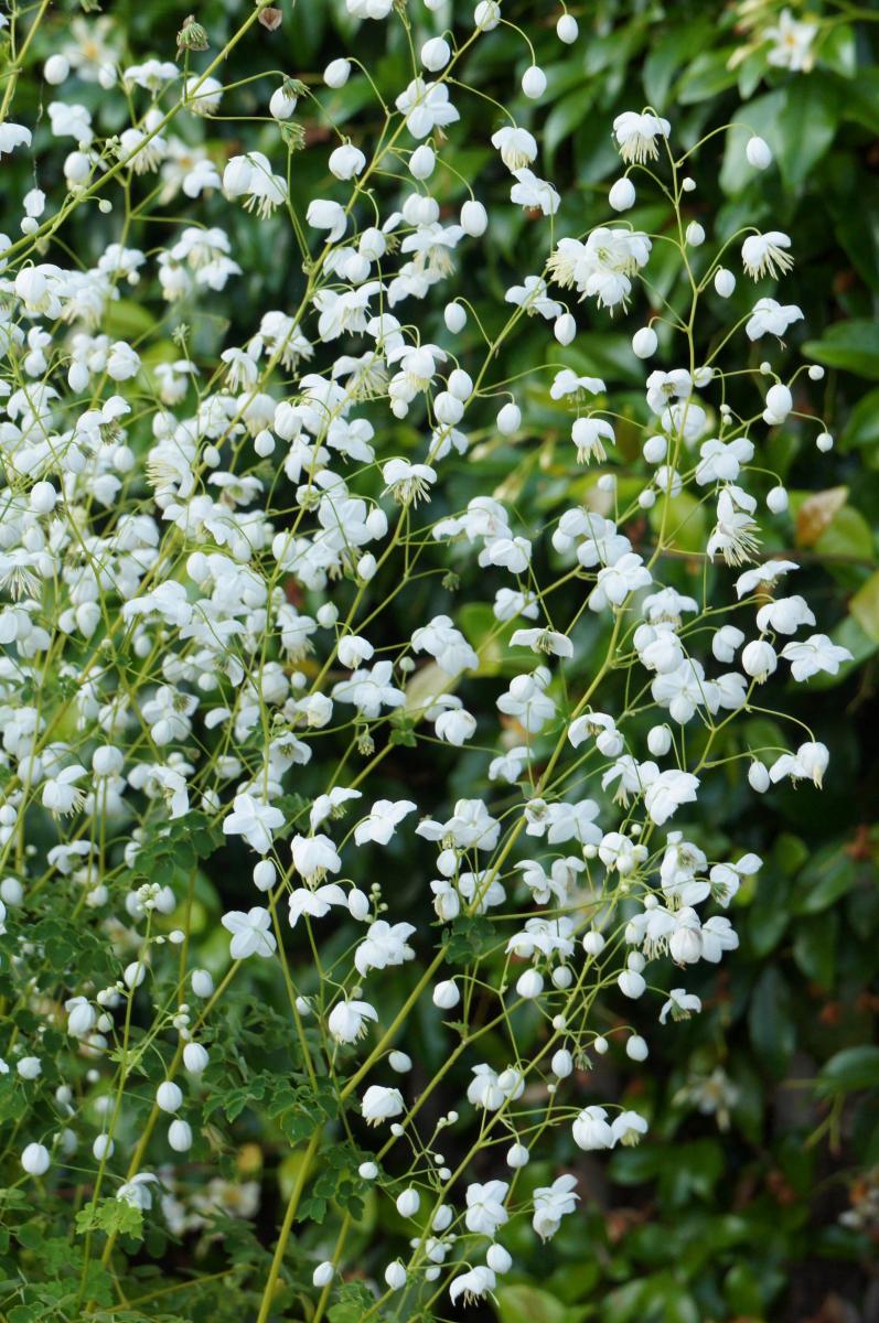 Thalictrum delavayi Splendide White C2 