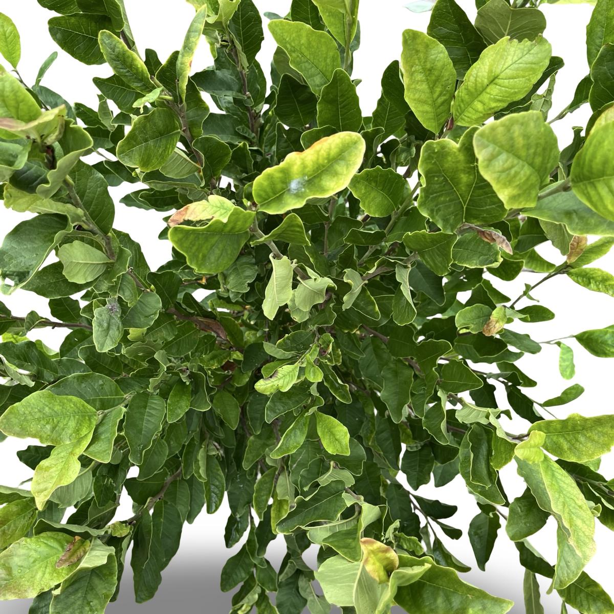 Magnolia stellata C12 80/100