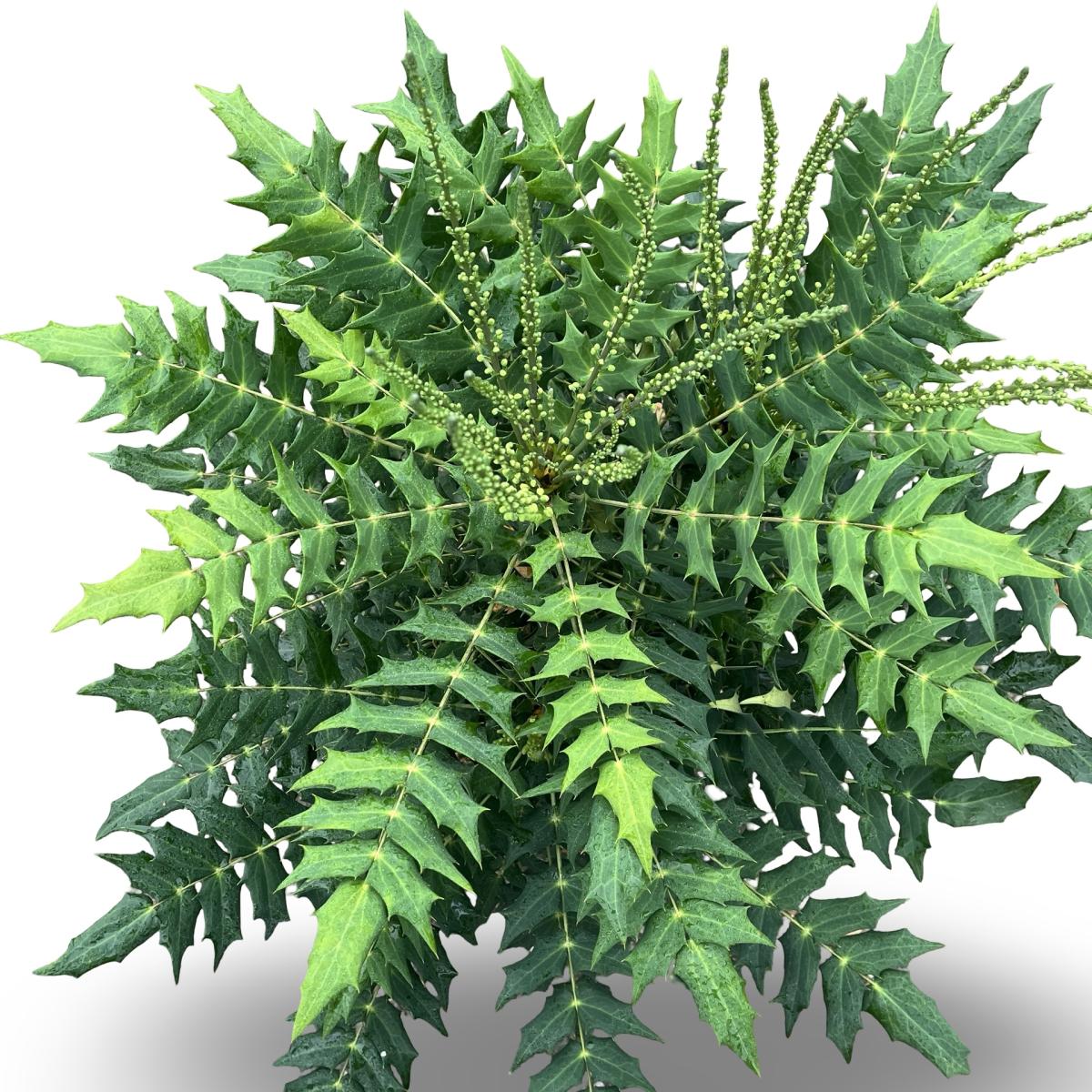 Mahonia media 'Wintersun' C12 60/80