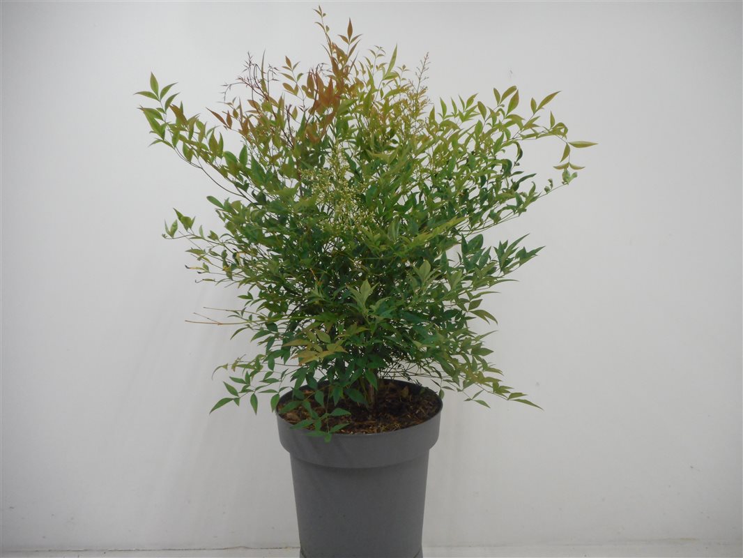 Nandina domestica C12 60/80