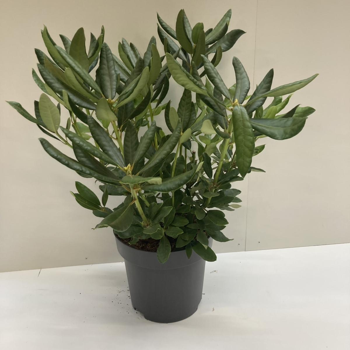 Rhododendron 'Nova Zembla' C12 60/70
