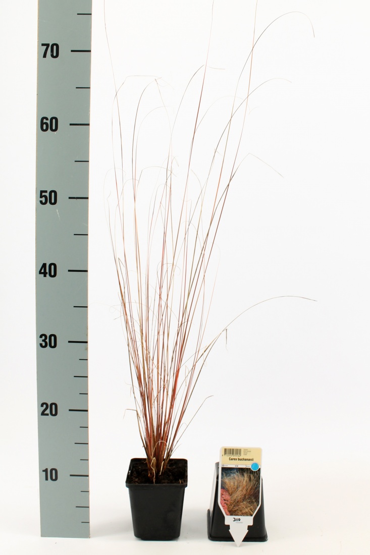 Carex buchananii TB9x9