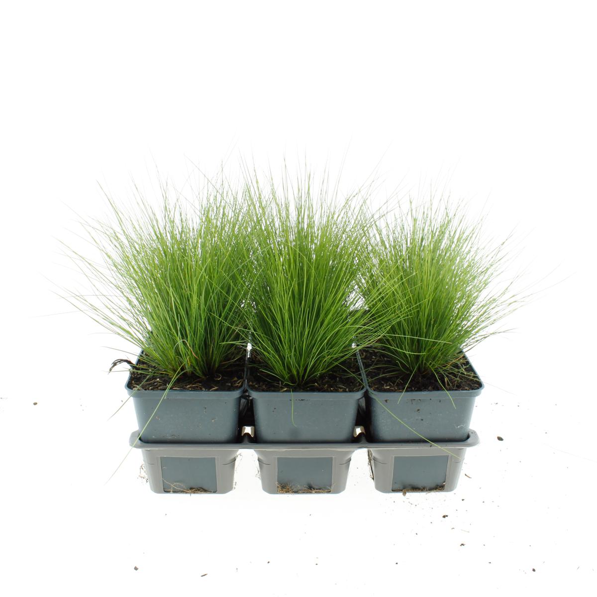 Festuca amethystina TB9x9 