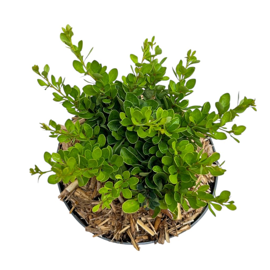 Berberis thun. 'Kobold' C2 