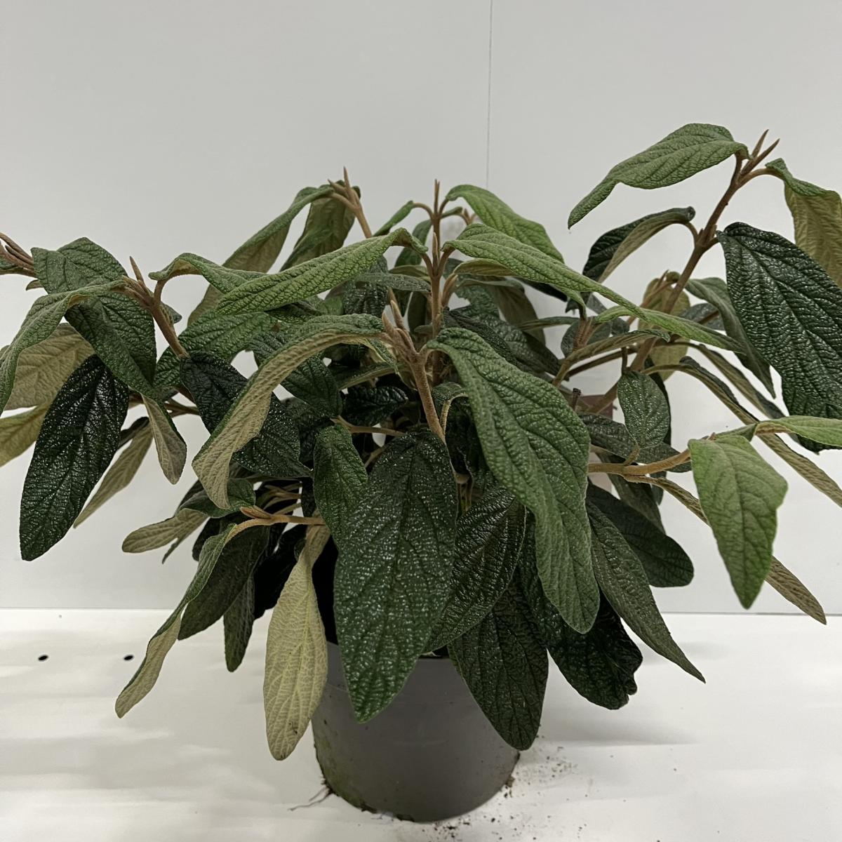 Viburnum rhytidophyllum C4 30/40