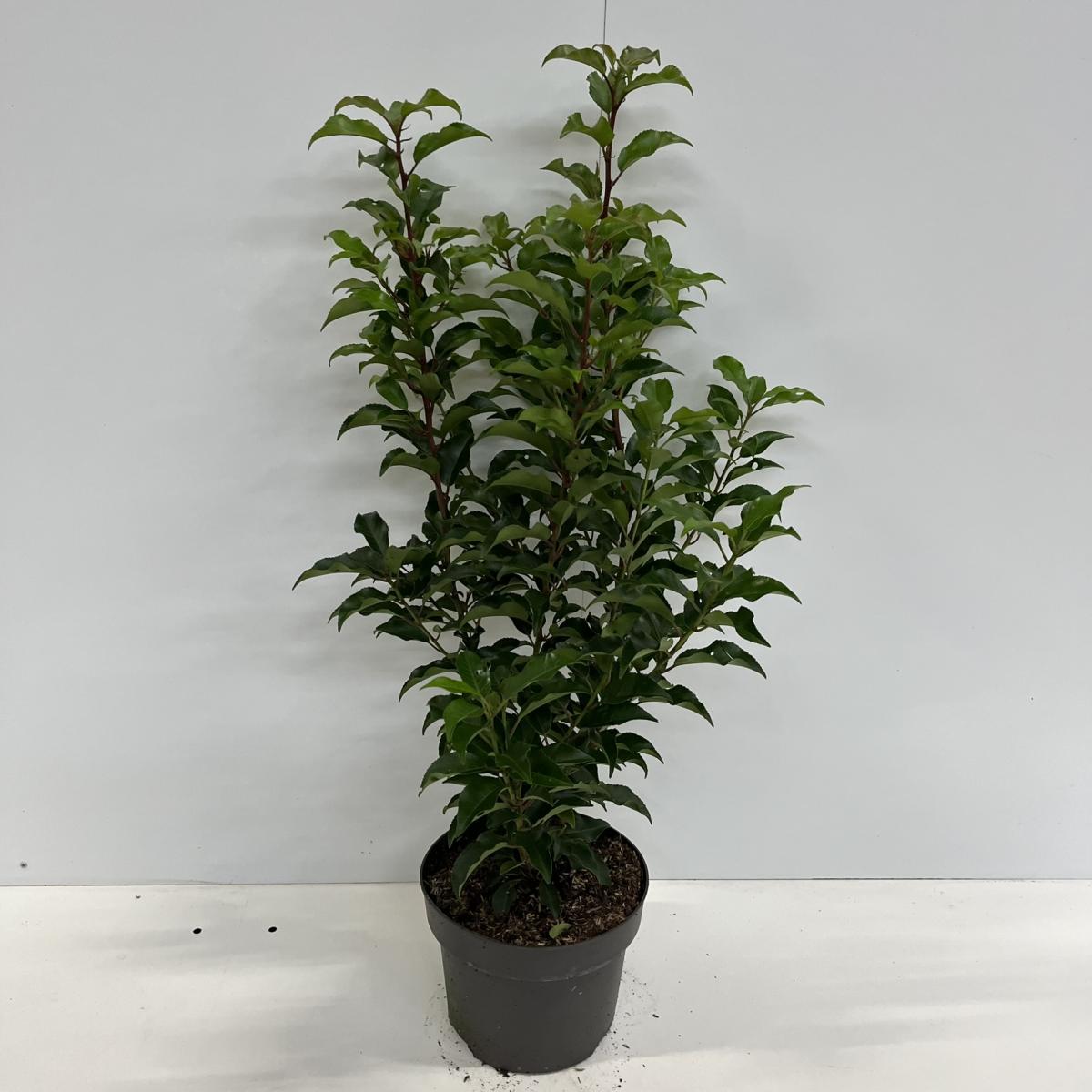 Prunus lusitanica 'Brenelia'® C4 60/80