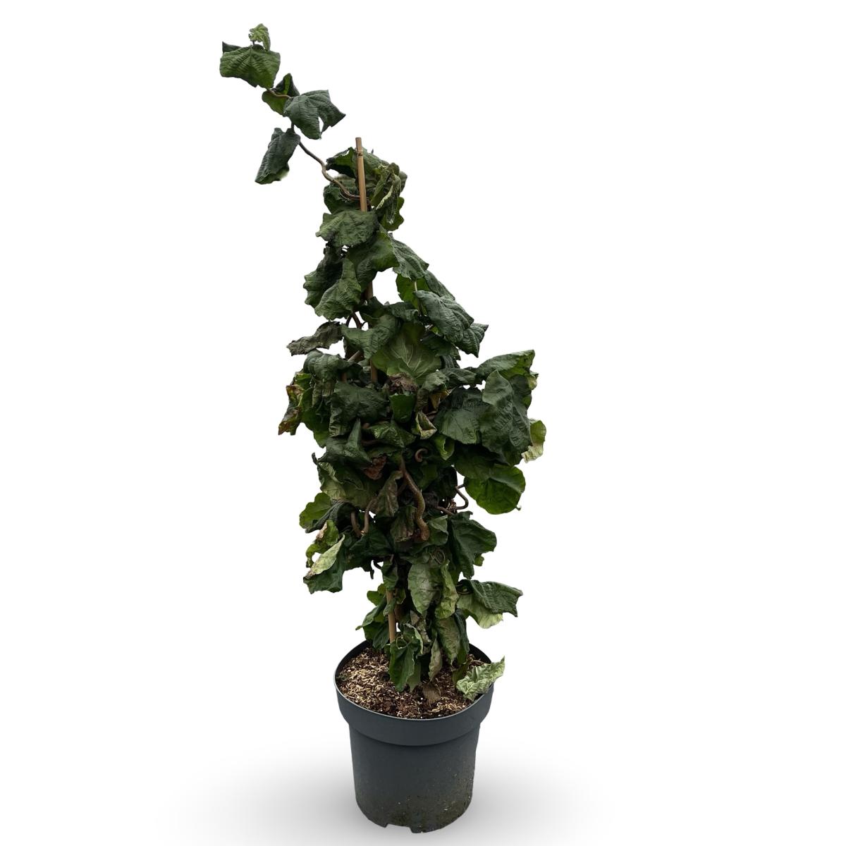 Corylus avellana 'Contorta' C12 100/125