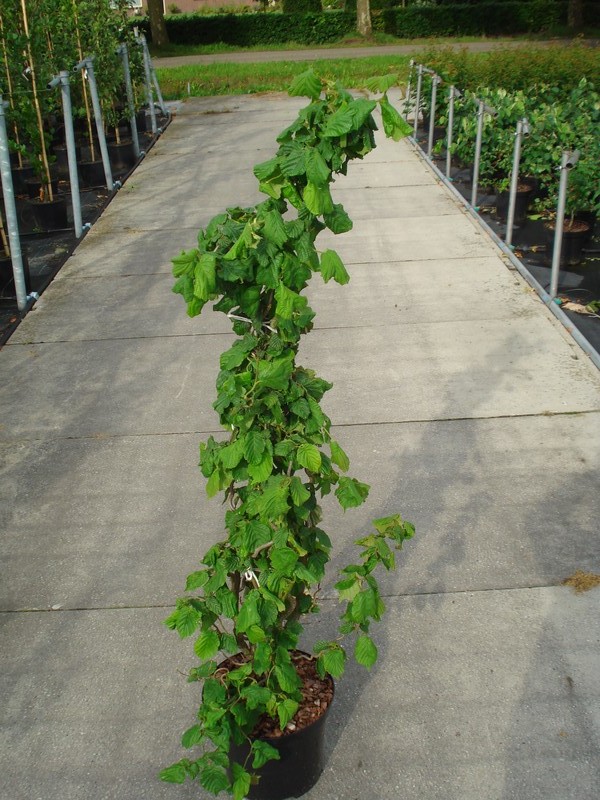 Corylus avellana 'Contorta' C12 100/125