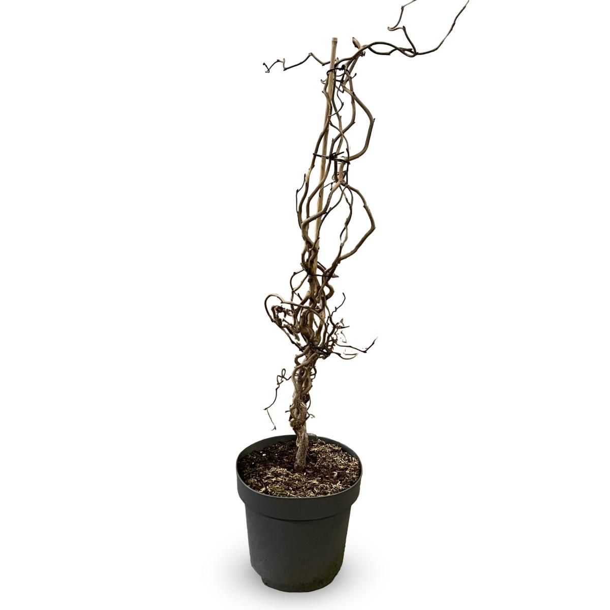 Corylus avellana 'Red Majestic' C12 100/125