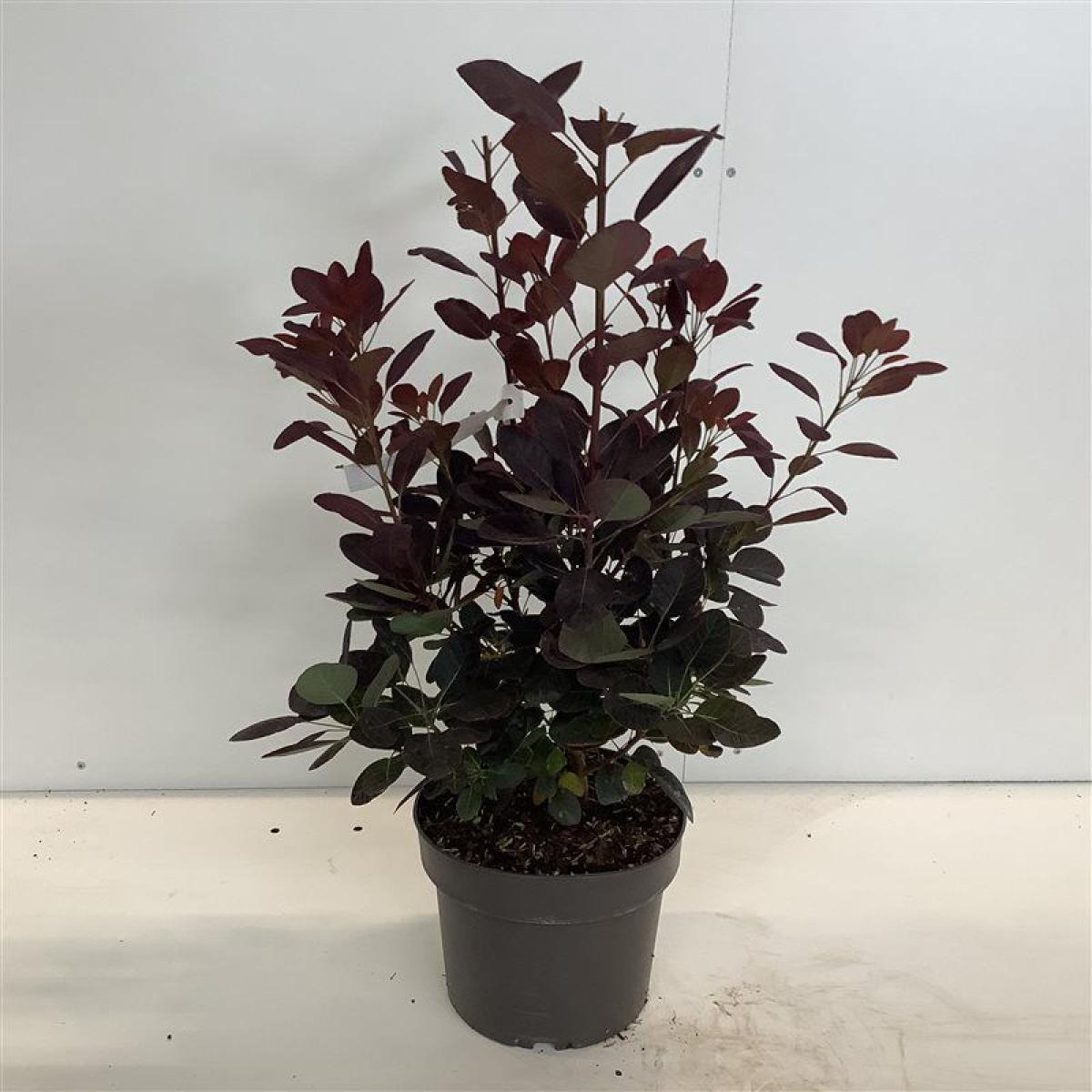 Cotinus cogg.'Royal Purple' C4 40/60