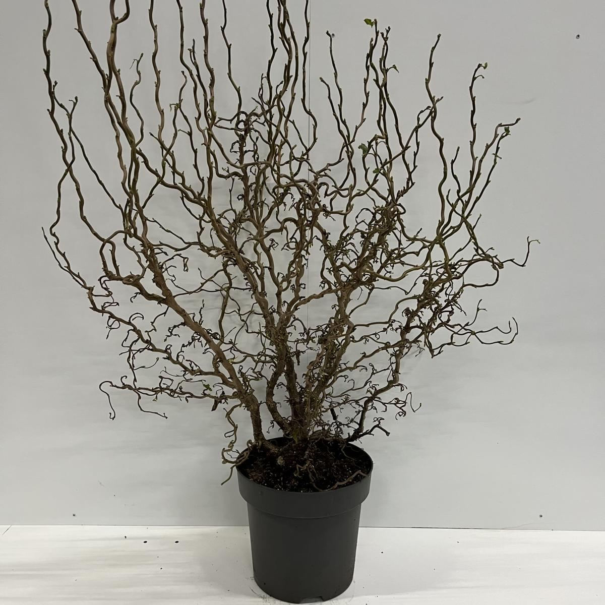 Corylus a. 'Twister' C12 80/100