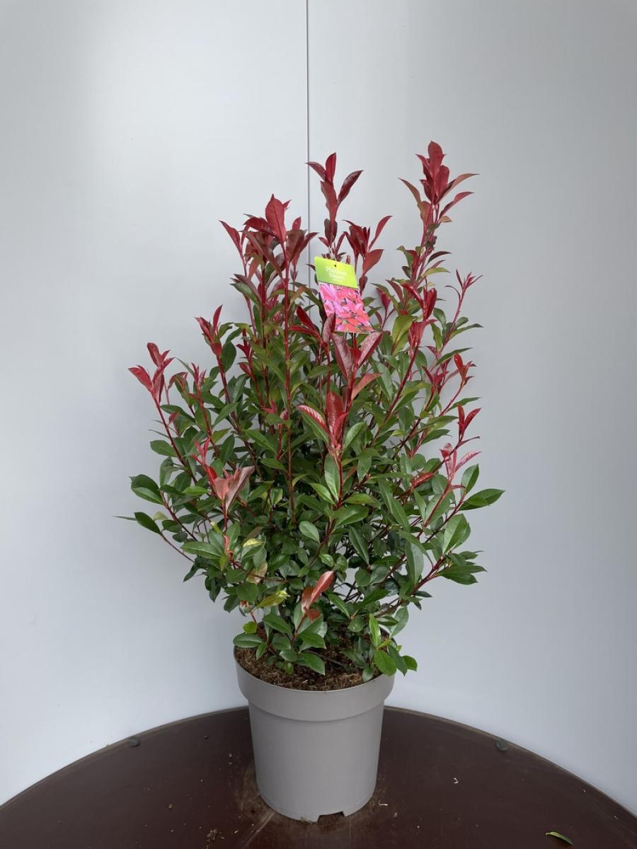 Photinia fraseri 'Carre Rouge' C15 70/80