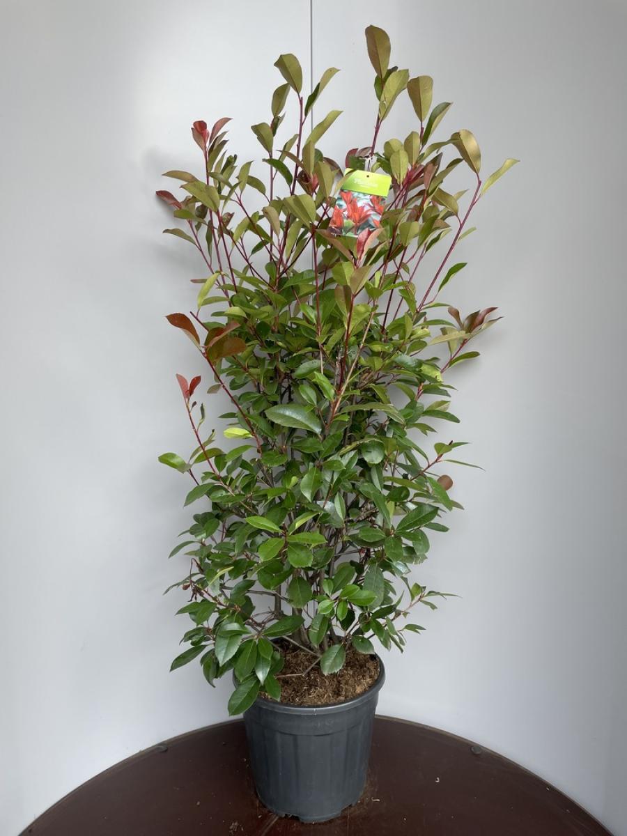 Photinia fraserii 'Red Robin' C18 100/120