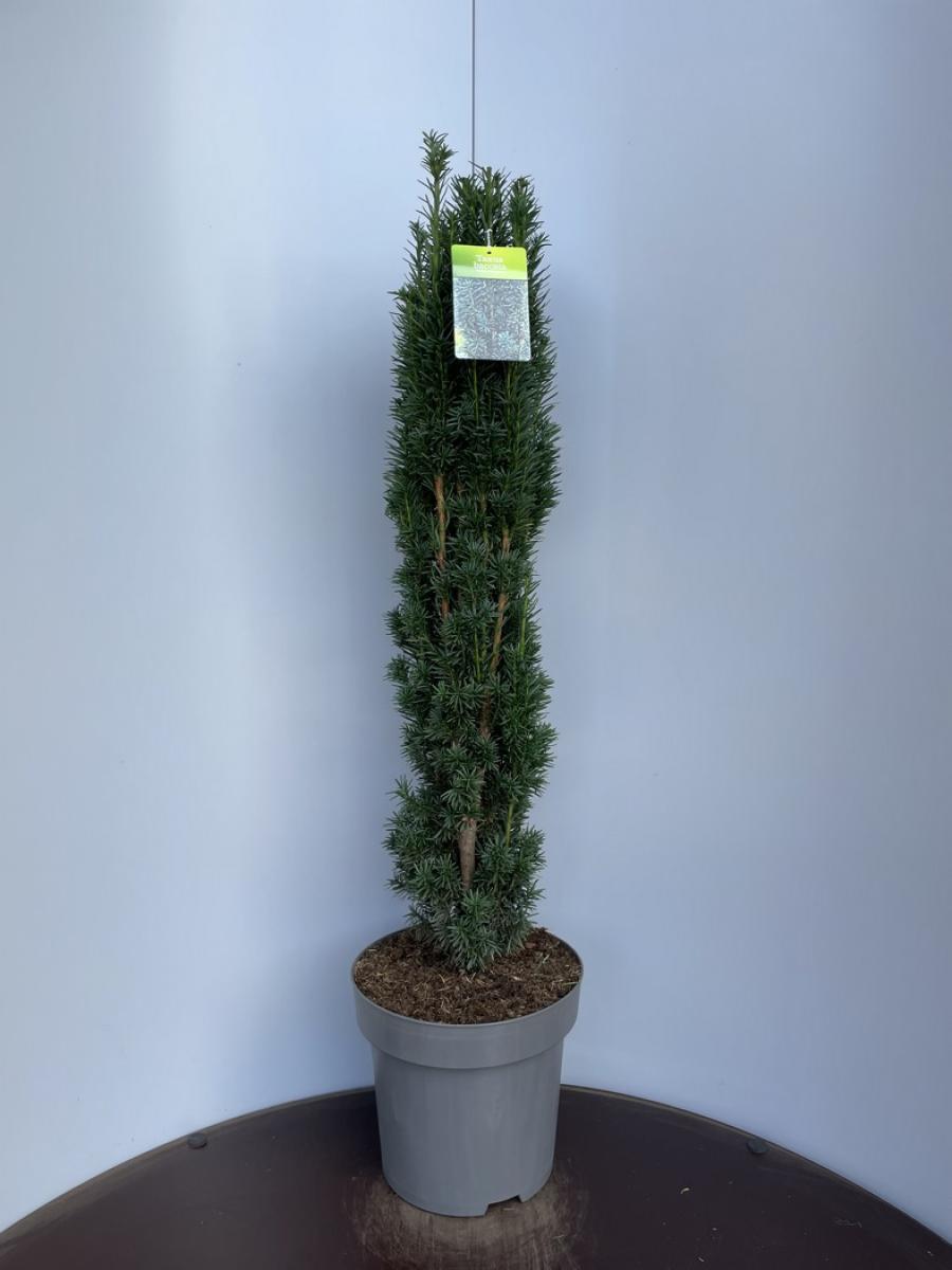 Taxus baccata 'Fastigiata Robusta' C15 90/100