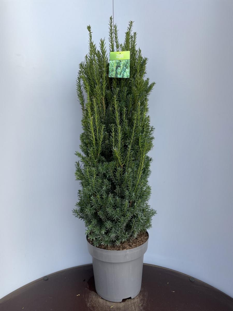 Taxus media 'Hillii' C15 90/100