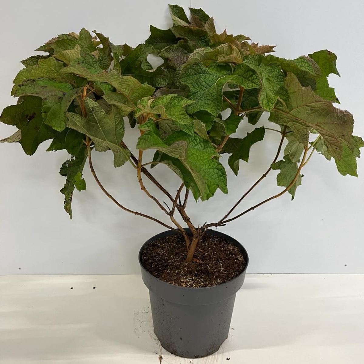 Hydrangea quercifolia C12 50-60