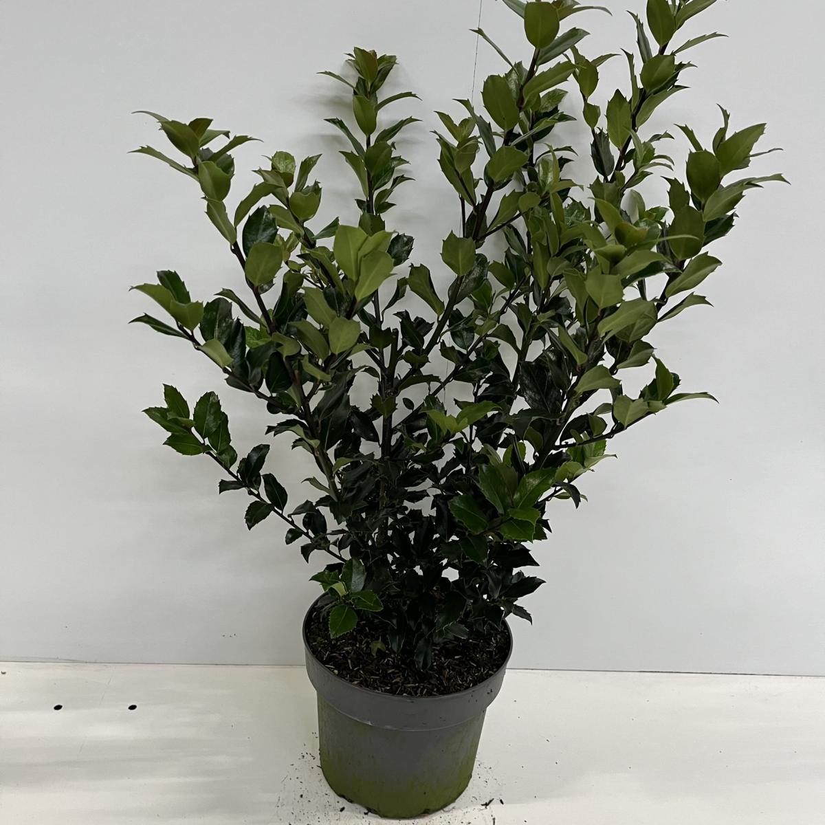 Ilex mes. 'Blue Maid' C4 40/60