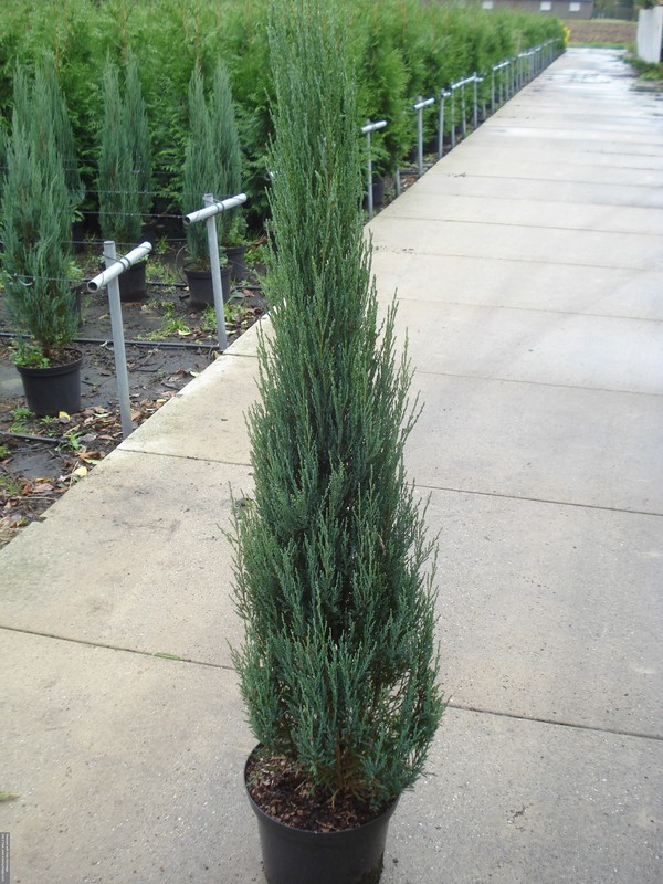 Juniperus scoplorum 'Blue Arrow' C12 100/125