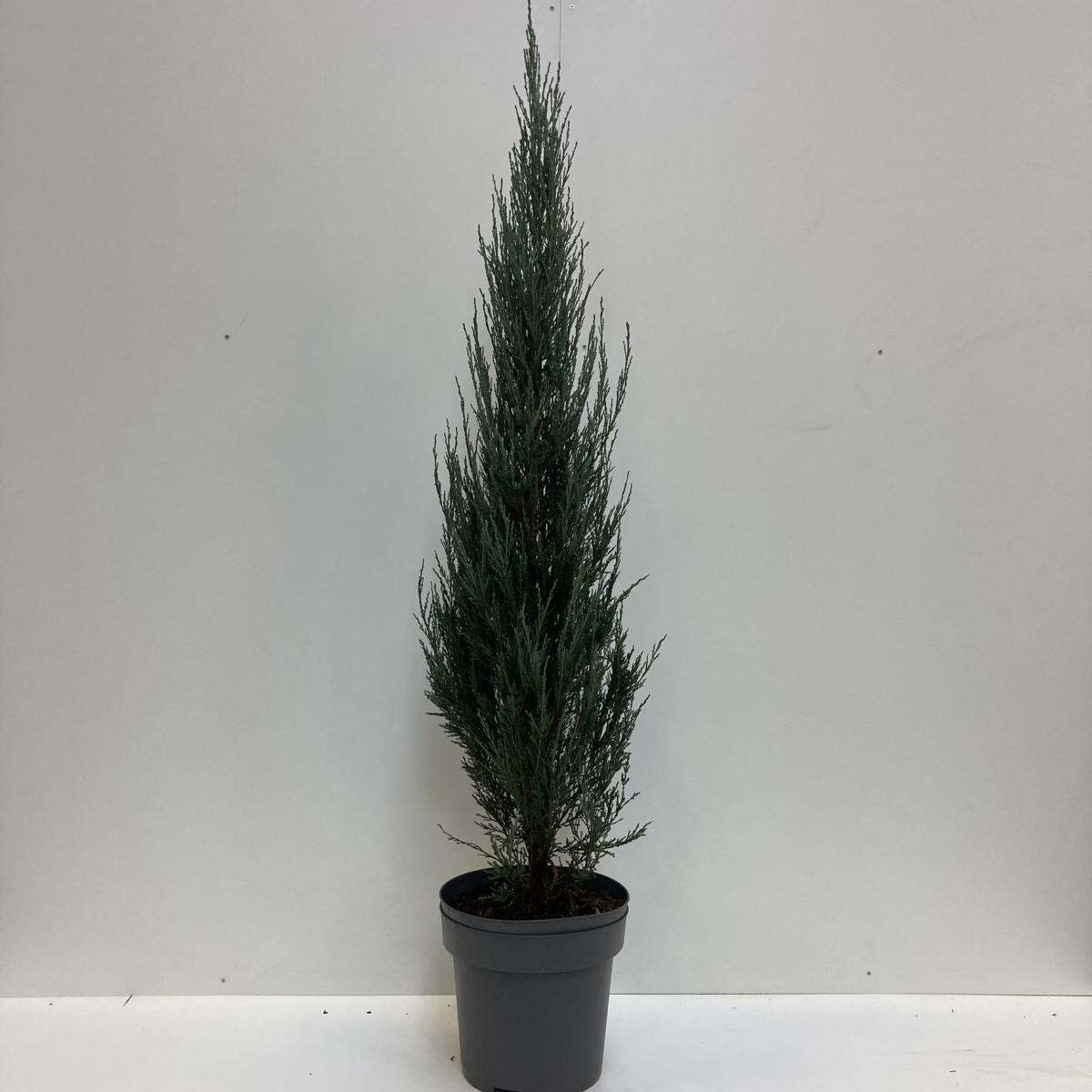 Juniperus scoplorum 'Blue Arrow' C12 125/150