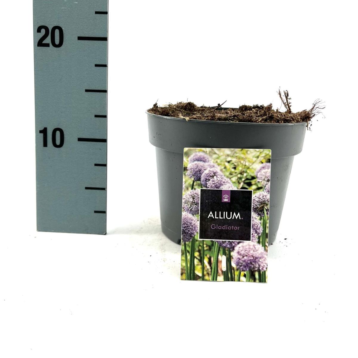 Allium 'Gladiator' C2 