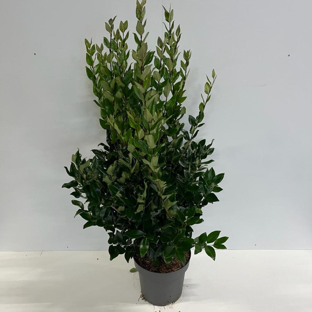 Ligustrum lucidum C12 80/100 80/100