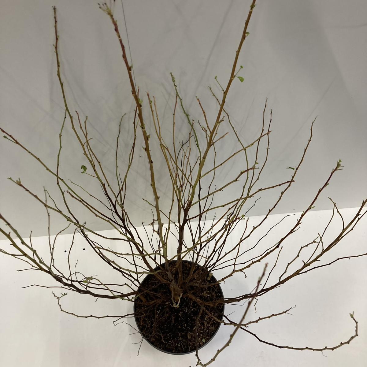 Physocarpus opul. 'Darts Gold' C12 60/80