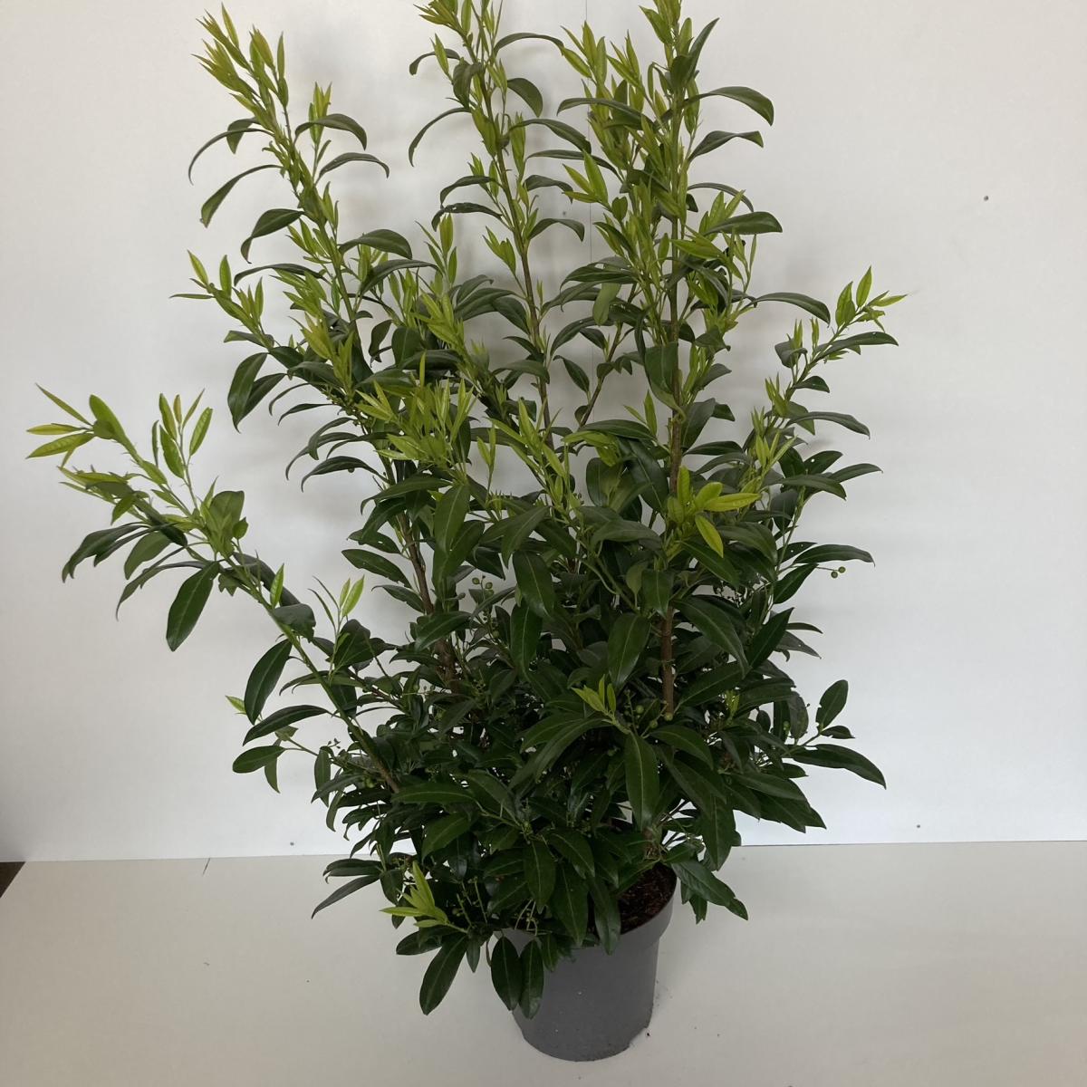 Prunus laurocerasus 'Herbergii' C12 100/125