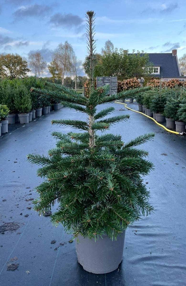 Abies nordmanniana C15 