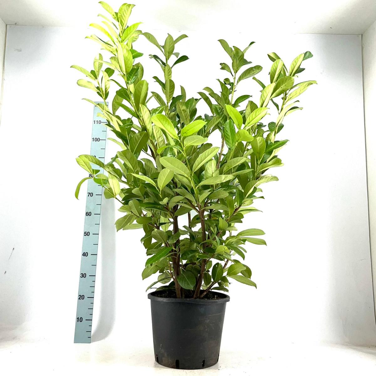 Prunus laurocerasus 'Rotundifolia' C15 100/125