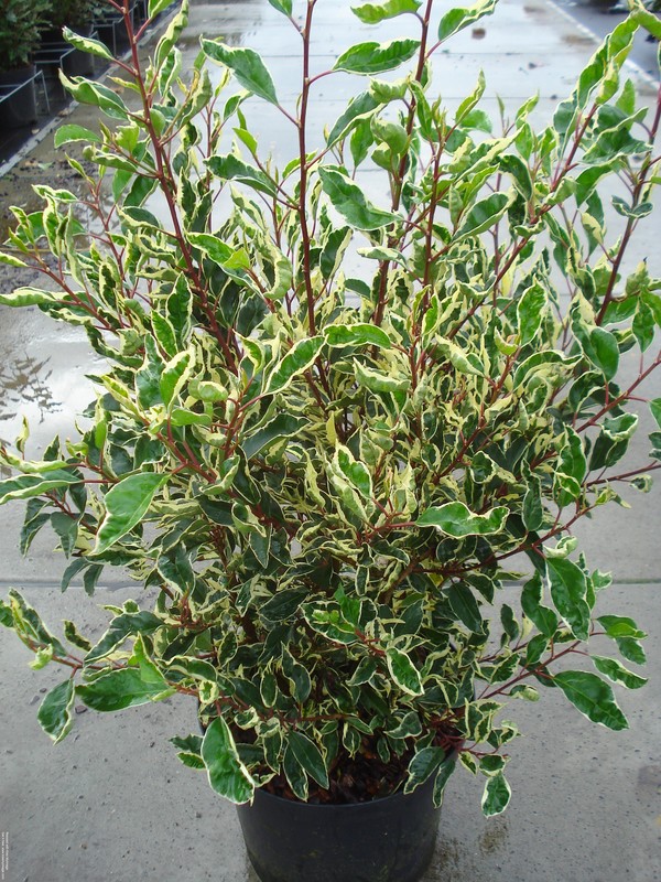 Prunus lusitanica 'Variegata' C12 80/100