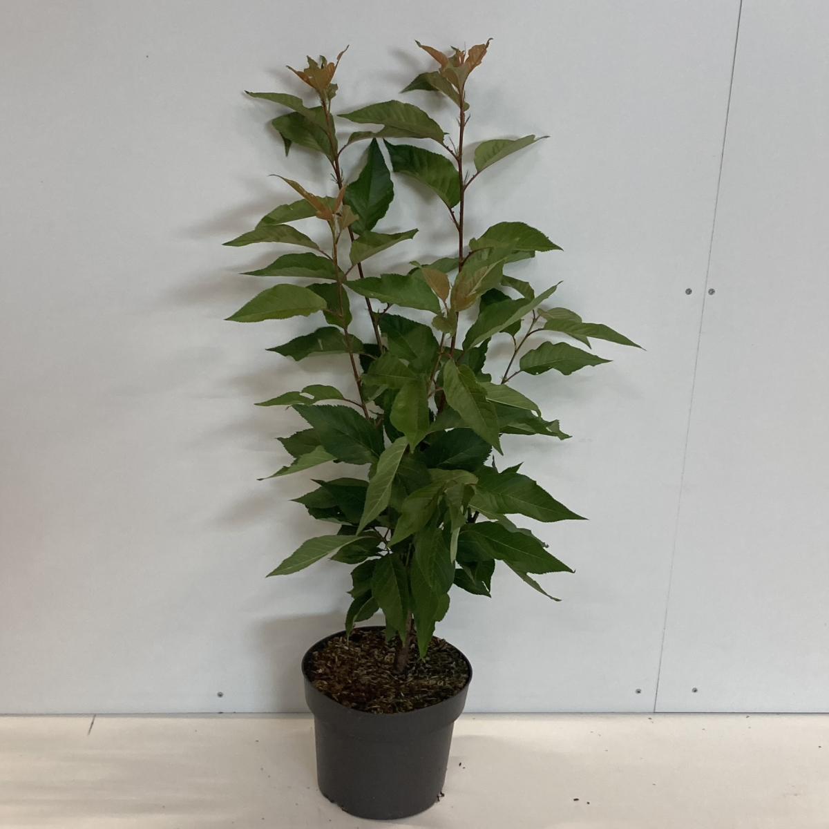 Prunus serrulata 'Kanzan' C4 60/80