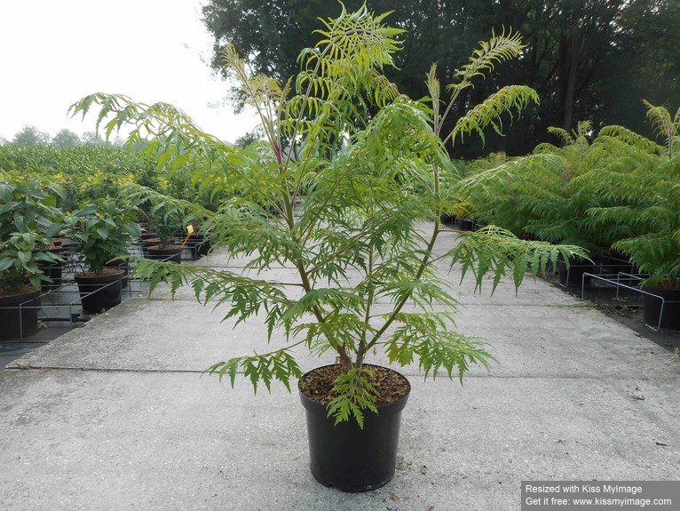 Rhus typhina 'Dissecta' C12 100/125