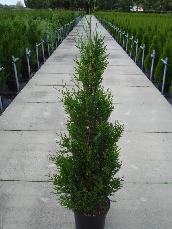 Thuja plicata 'Atrovirens' C12 100/125