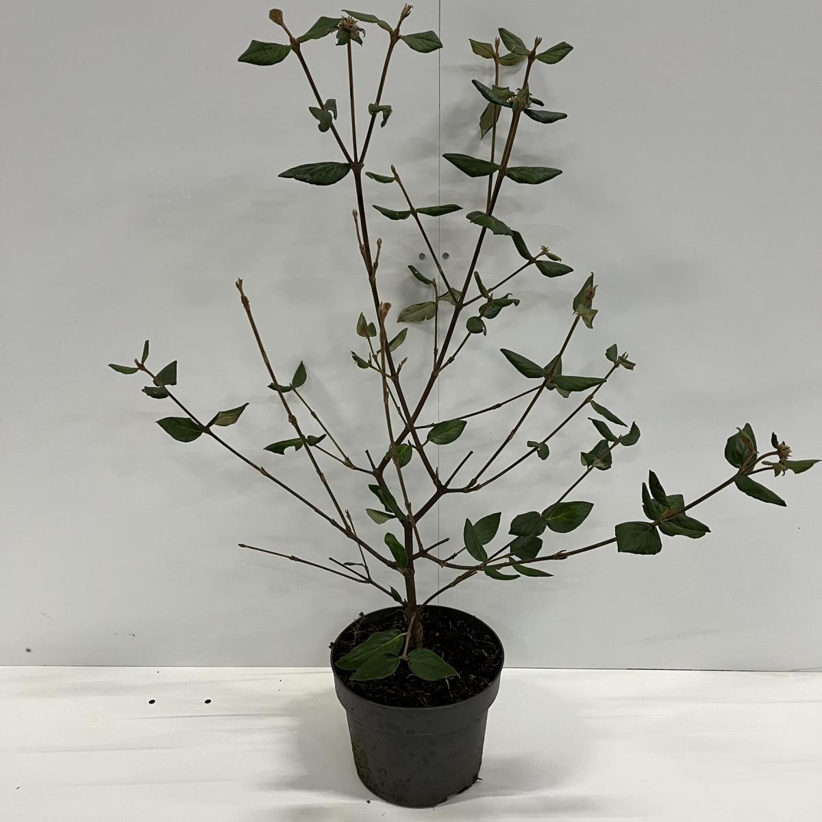 Viburnum burkwoodii C4 40/60