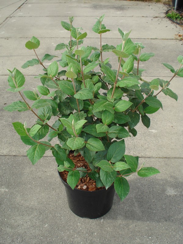 Viburnum carlesii C12 60/80