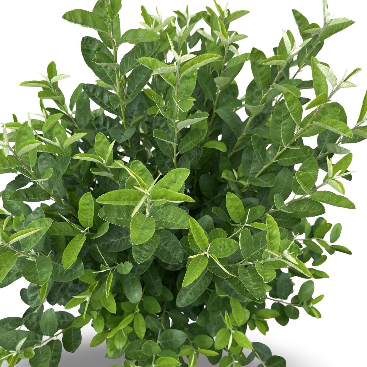 Amelanchier can. 'Rainbow Pillar' C12 80/100