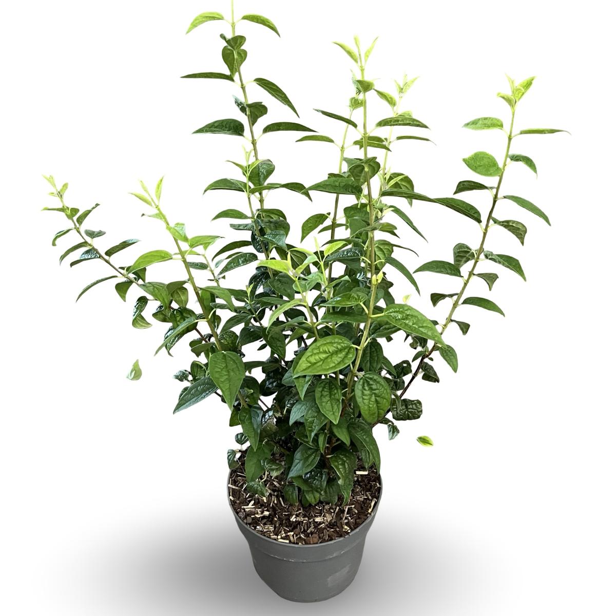 Philadelphus 'Snowbelle' C4 40/60