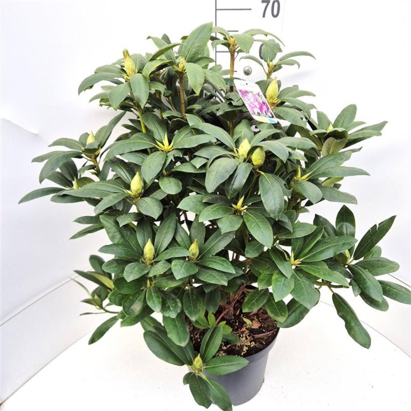 Rhododendron 'Roseum Elegans'