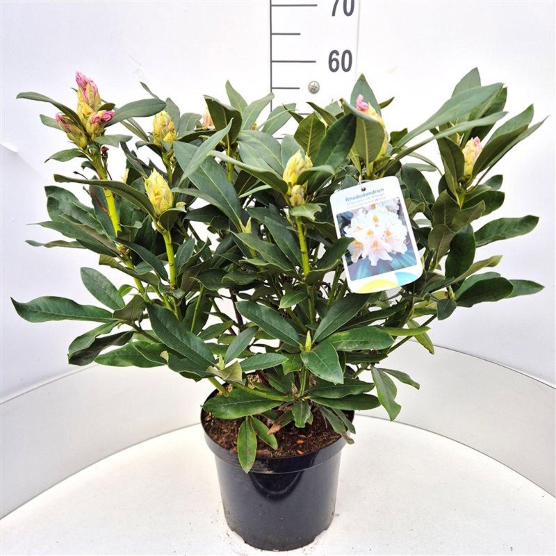 Rhododendron 'Cunninghams White' C10 50/60