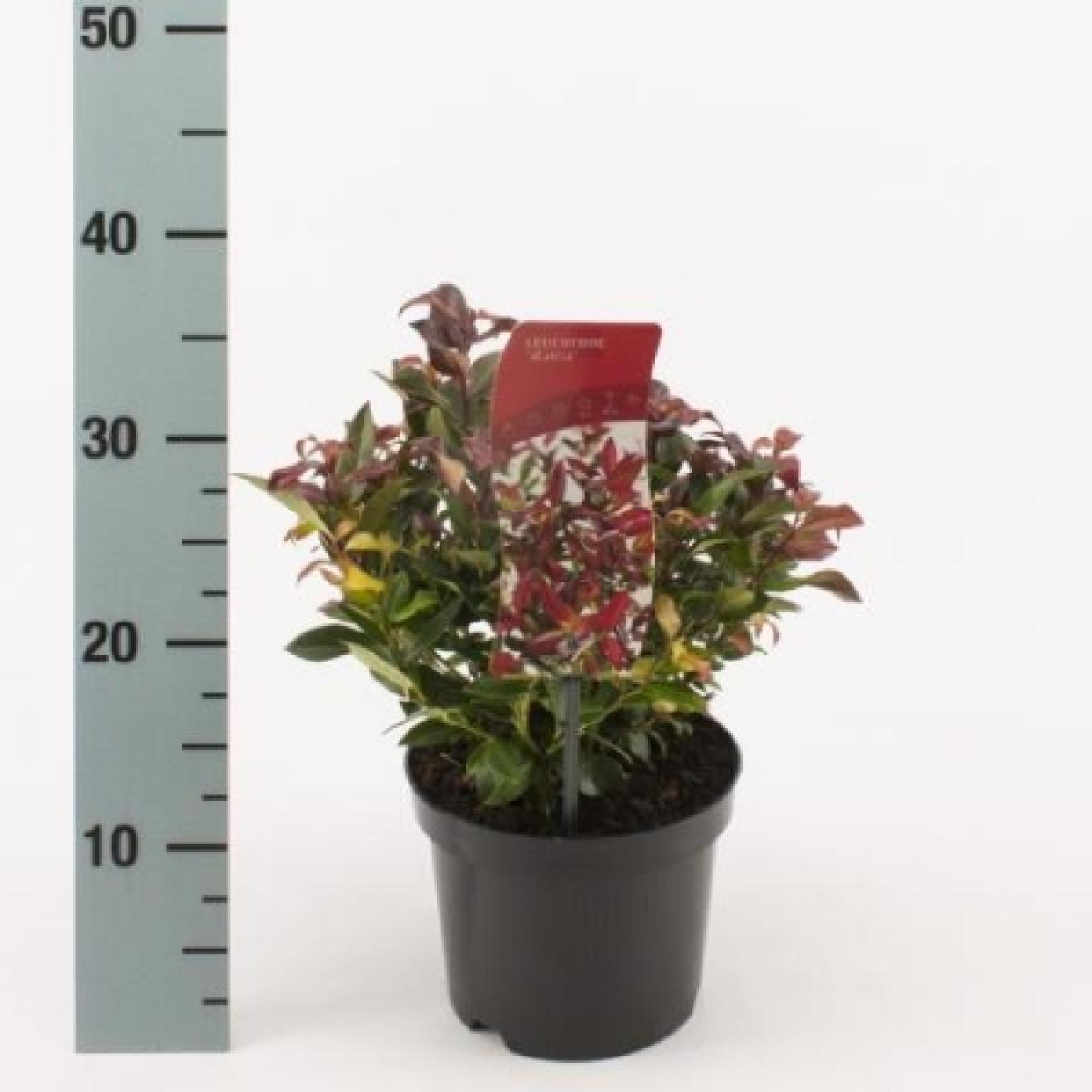 Leucothoe cat. 'Zeblid' C2 20/25