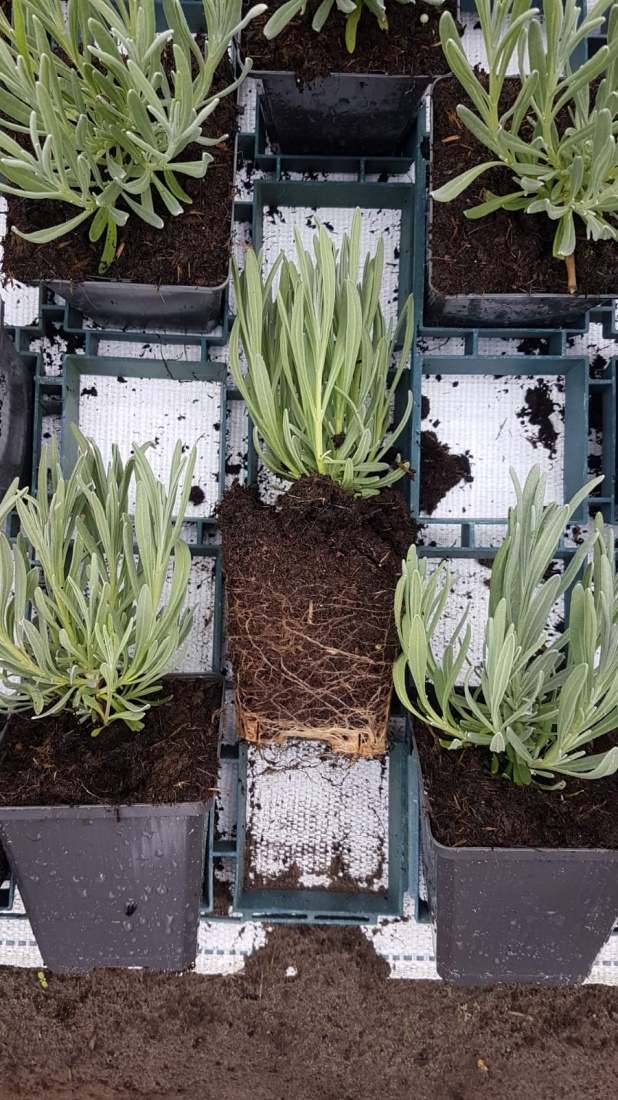 Lavandula angustifolia 'Edelweiss' TB9x9