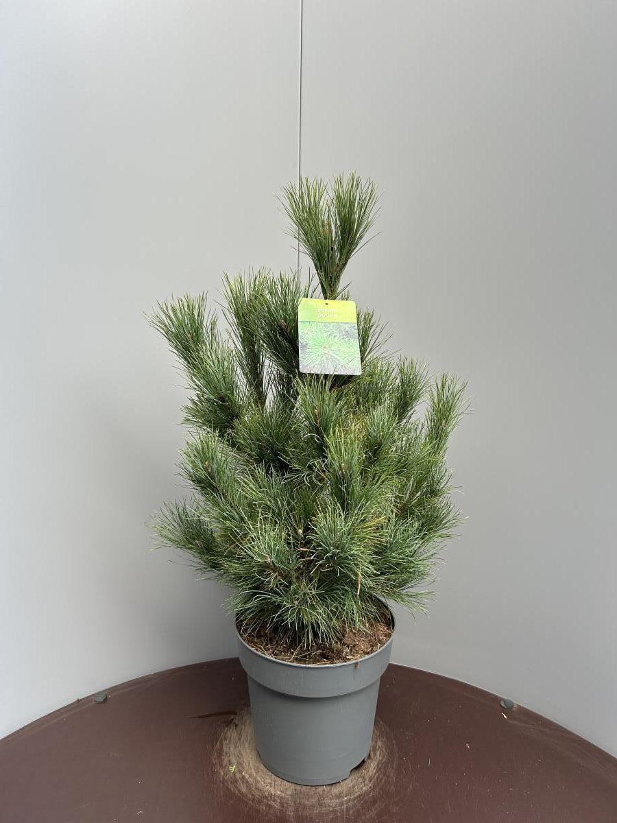 Pinus peuce C10 60/80
