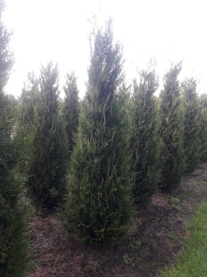 Thuja plicata 'Atrovirens' m.Db 275/300