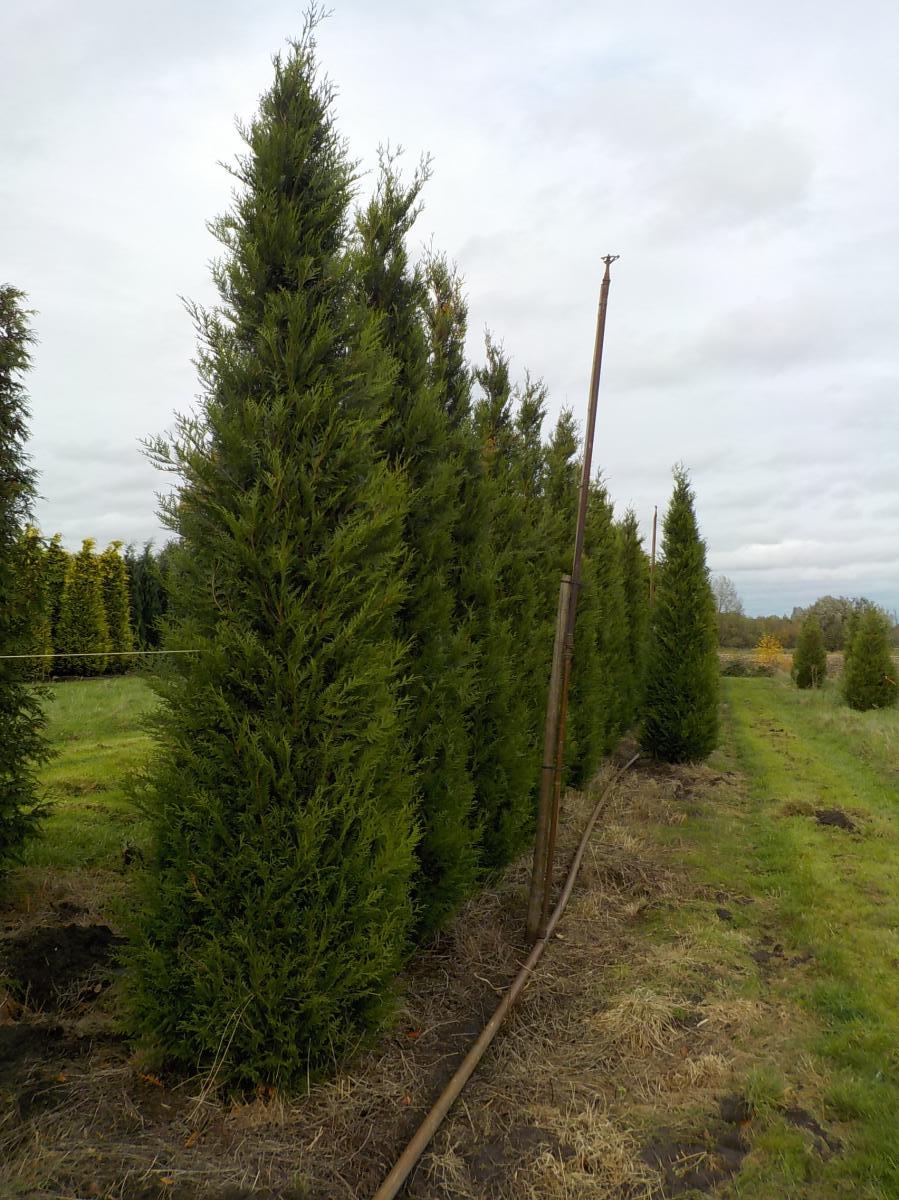 Thuja plicata 'Atrovirens' m.Db 400/450