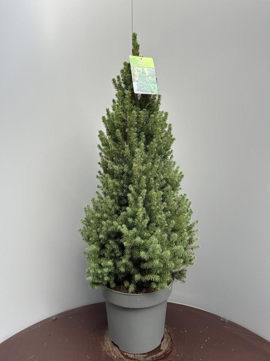 Picea glauca 'Conica' C15 80/100