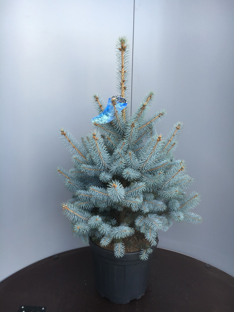 Picea pung. 'Blue Diamond'® C12