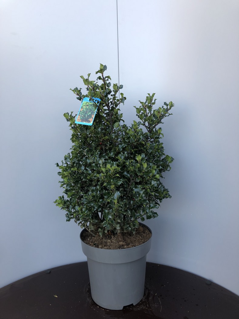 Ilex meservae 'Blue Angel' C15 Kugel Ø50/60