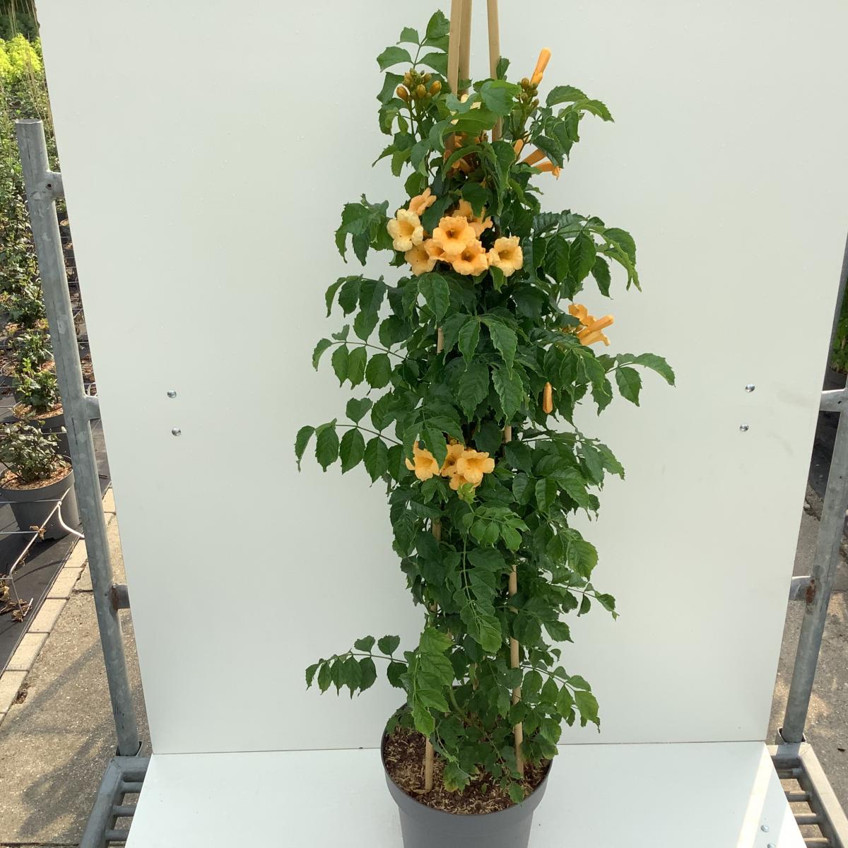 Campsis radicans 'Flava' C12 150/175